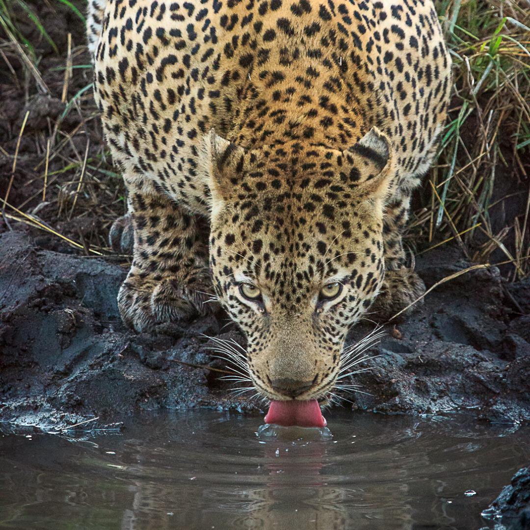 Zambezi Queen Collection Zambezi Queen Collection