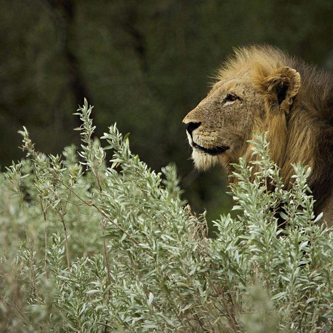 Zambezi Queen Collection Zambezi Queen Collection