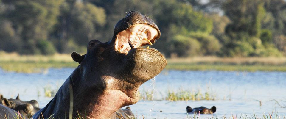 Divava Okavango Lodge & Spa Divava Okavango Lodge & Spa