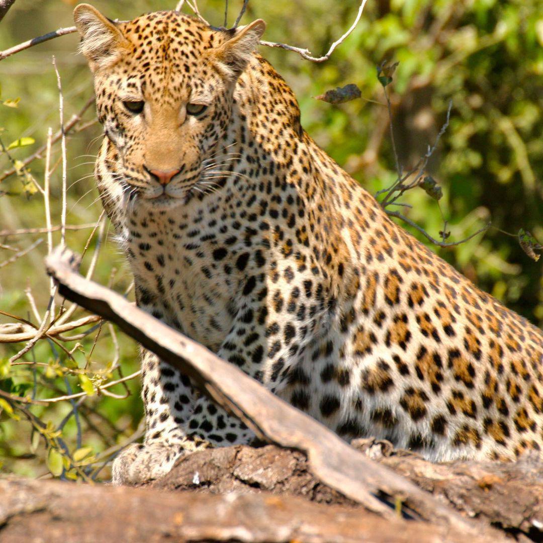 Divava Okavango Lodge & Spa Divava Okavango Lodge & Spa