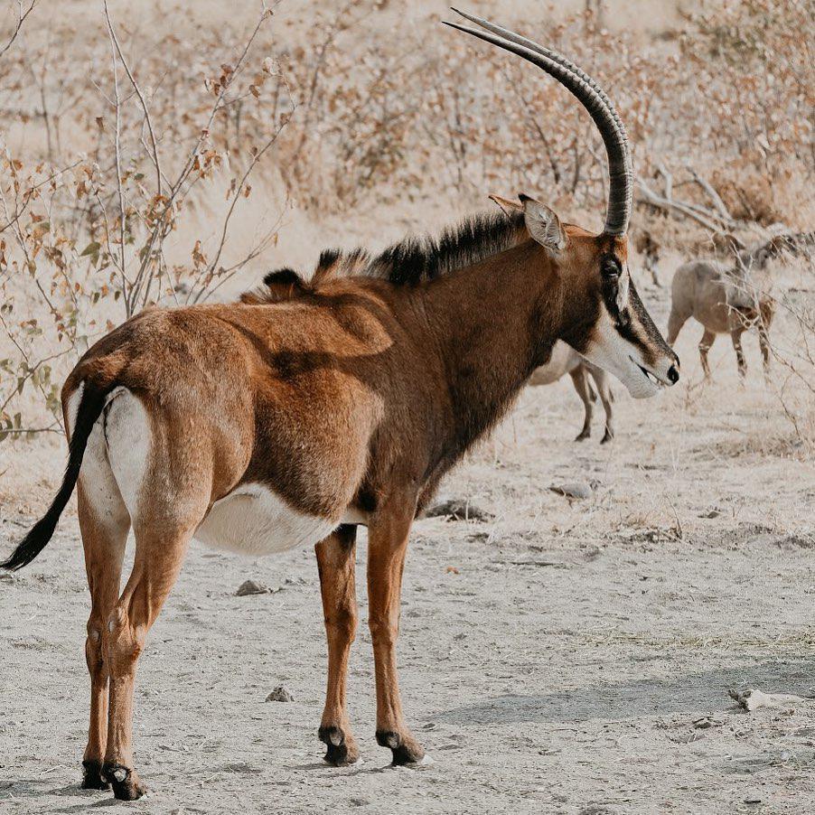 Kifaru Luxury Lodge & Bush Camp Kifaru Luxury Lodge & Bush Camp