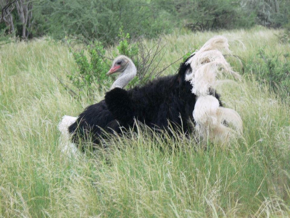 Ombo Rest Camp Ombo Rest Camp