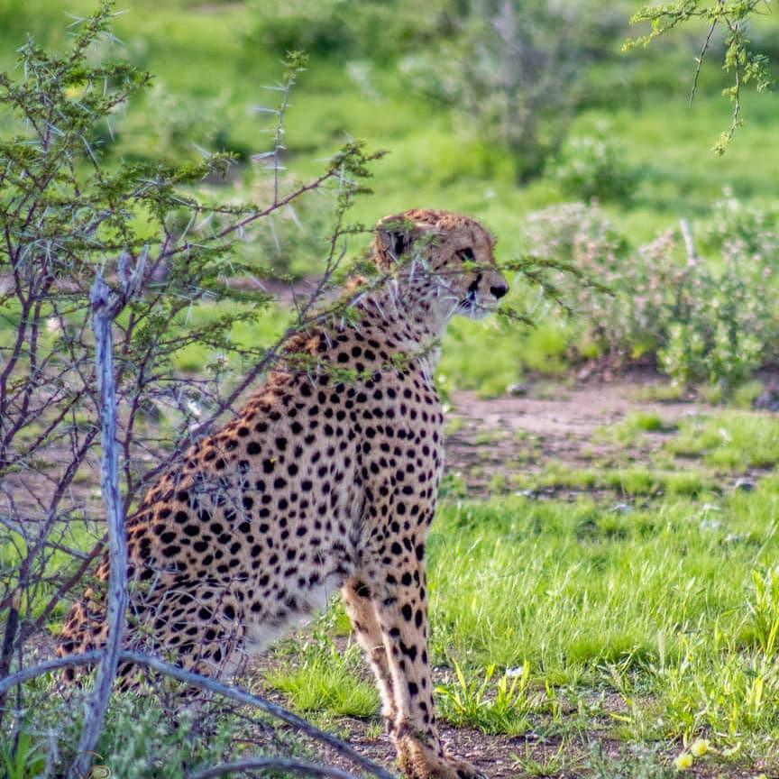 Mokuti Etosha Lodge Mokuti Etosha Lodge