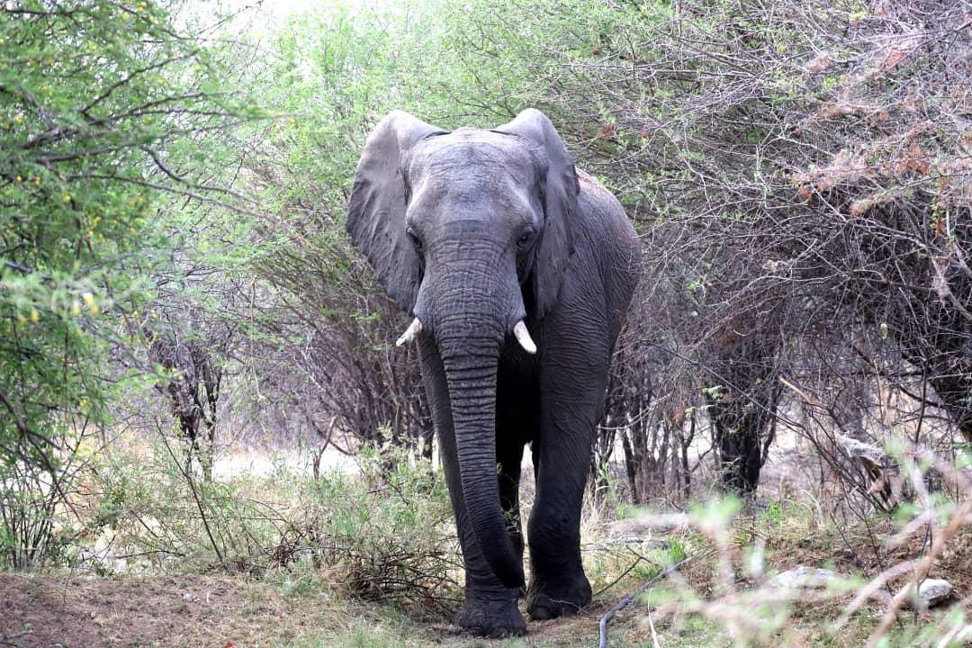 Mokuti Etosha Lodge Mokuti Etosha Lodge