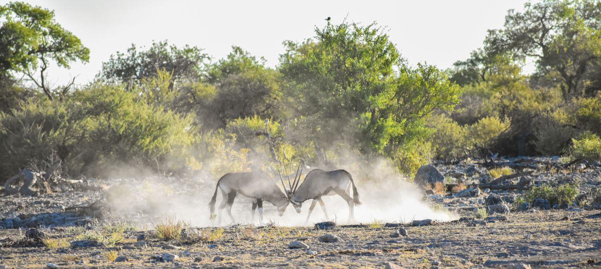 Mokuti Etosha Lodge Mokuti Etosha Lodge