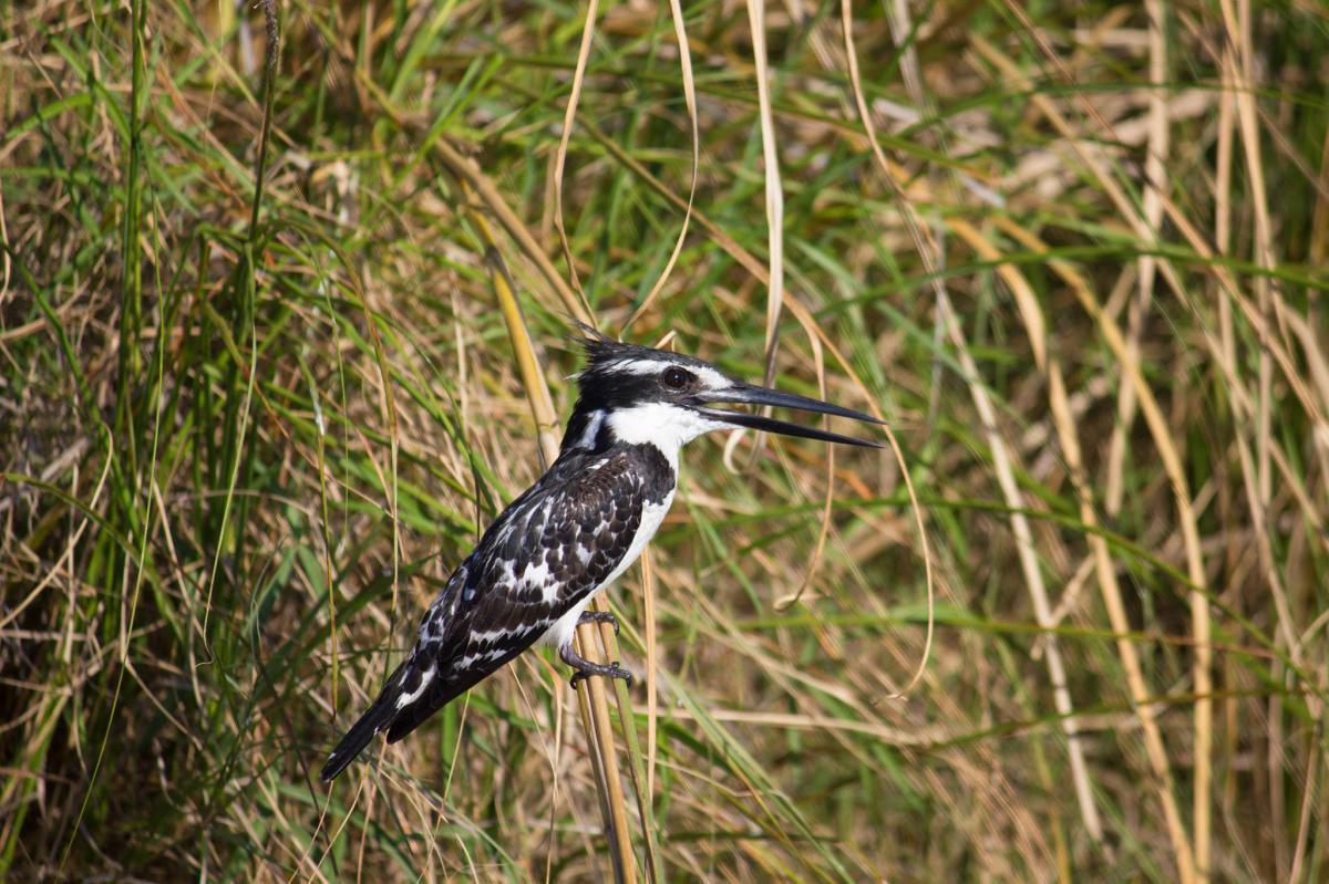 Chobe Water Villas Chobe Water Villas