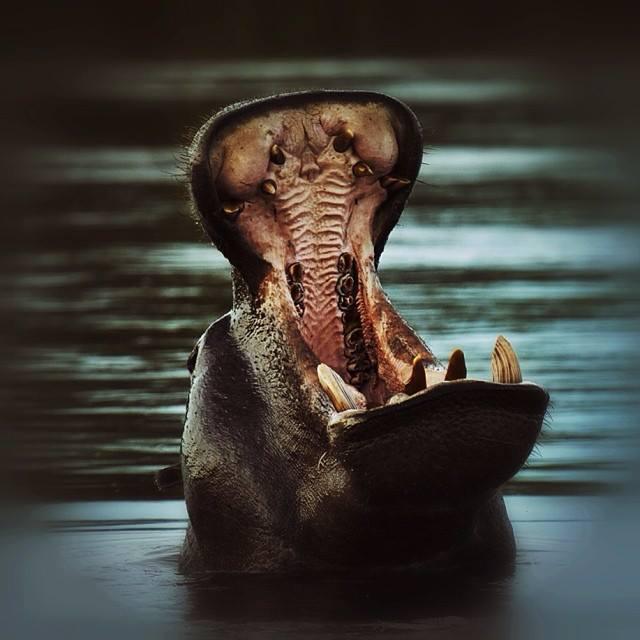 Ngepi Camp Ngepi Camp