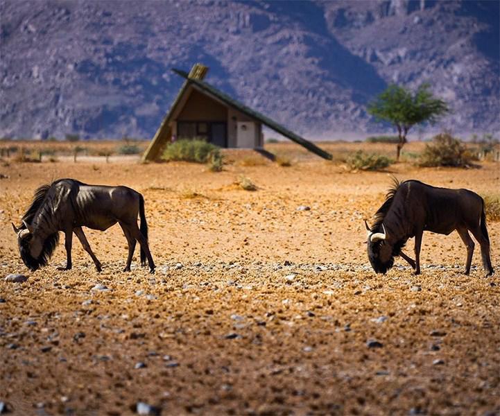 Desert Quiver Camp Desert Quiver Camp