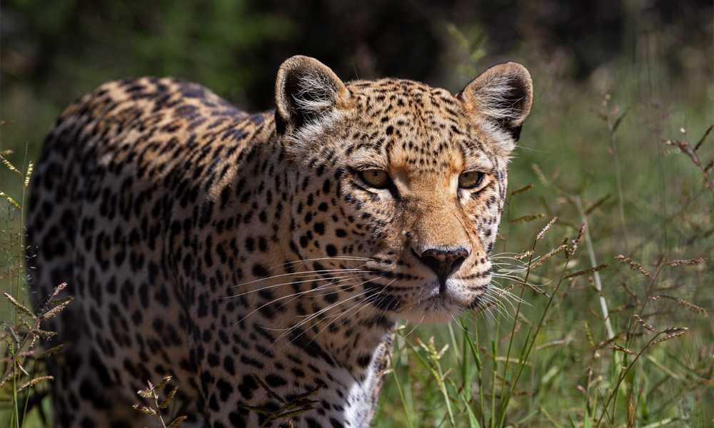 Naankuse Activity Centre Naankuse Activity Centre