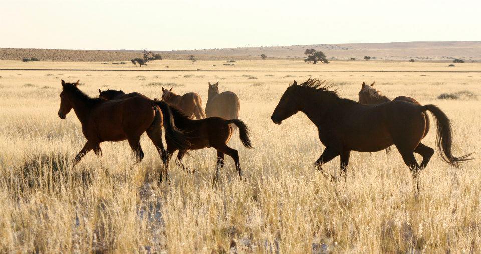 Klein-Aus Vista Desert Horse Campsite Klein-Aus Vista Desert Horse Campsite