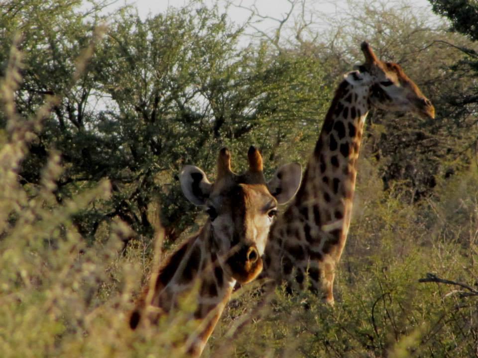 The Elegant Farmstead The Elegant Farmstead