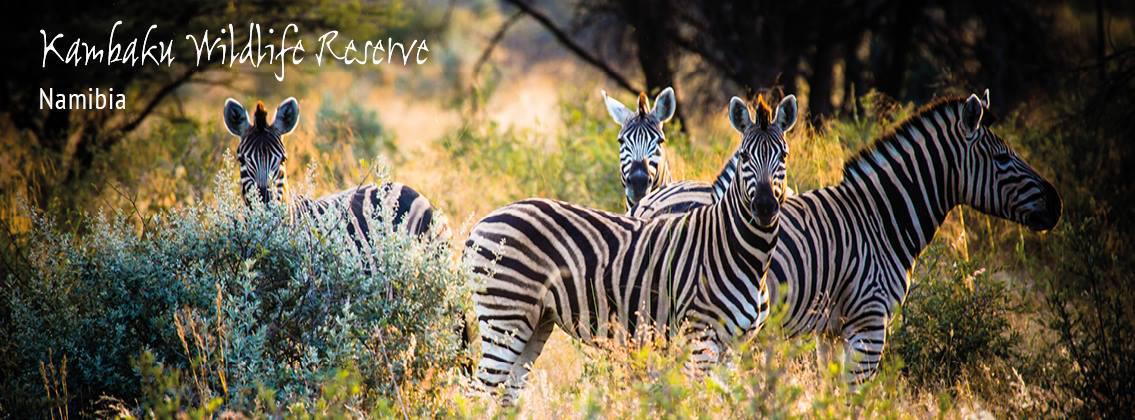 Kambaku Safari Lodge Kambaku Safari Lodge