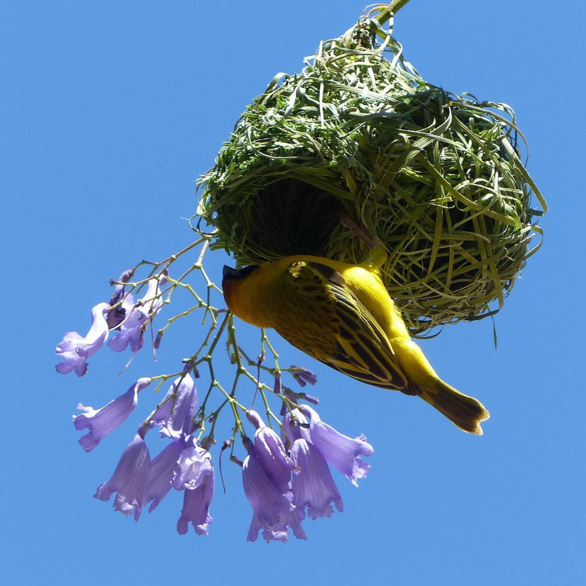 Kambaku Safari Lodge Kambaku Safari Lodge