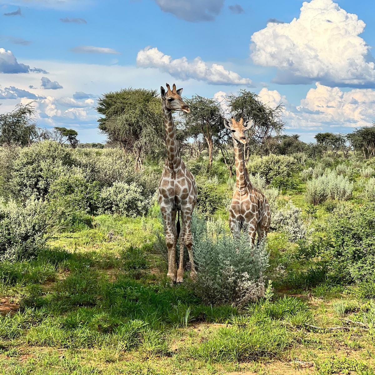 Kambaku Safari Lodge Kambaku Safari Lodge