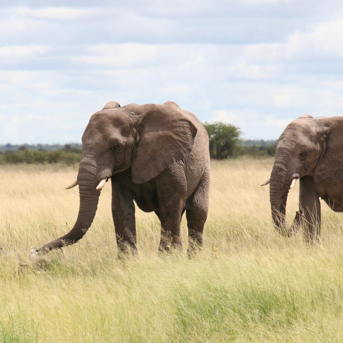 Etosha Mopane Safari Lodge Etosha Mopane Safari Lodge