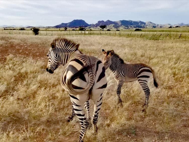 Rostock Ritz Desert Lodge Rostock Ritz Desert Lodge