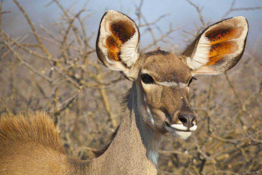 Dolomite Resort Dolomite Resort