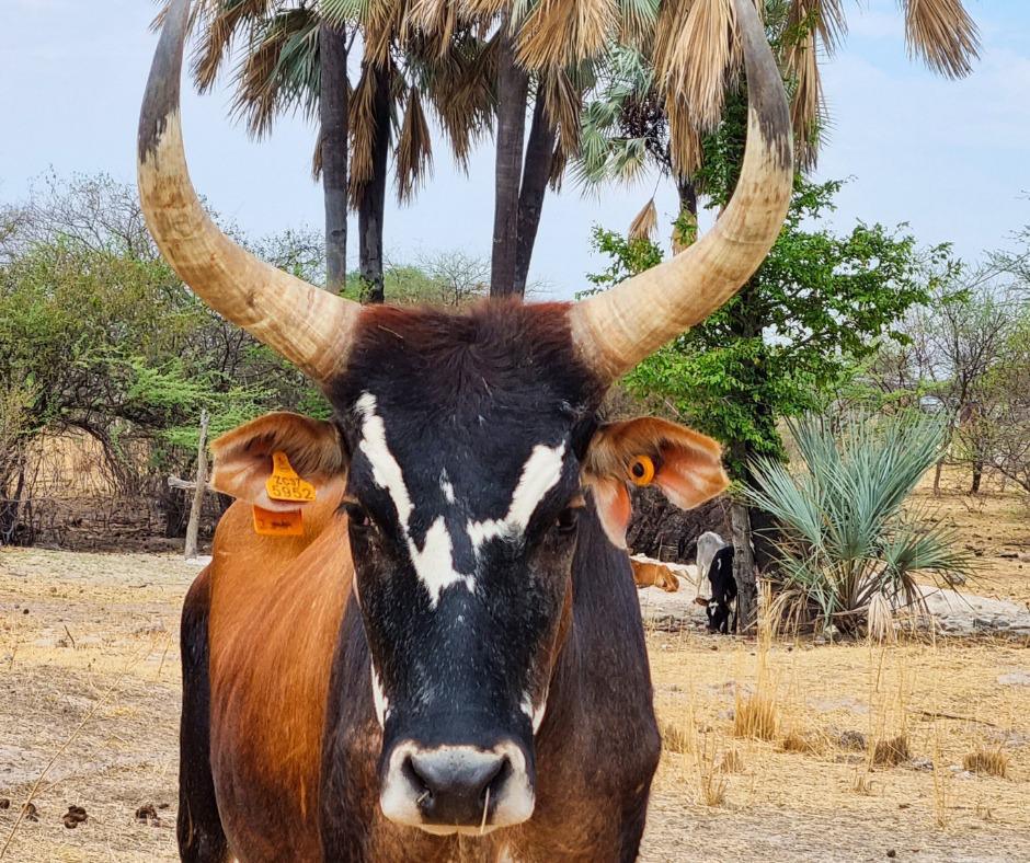 Ongula Village Homestead Lodge Ongula Village Homestead Lodge