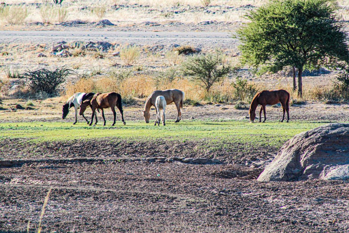 Ann's Lodge & Camping Kamanjab Ann's Lodge & Camping Kamanjab