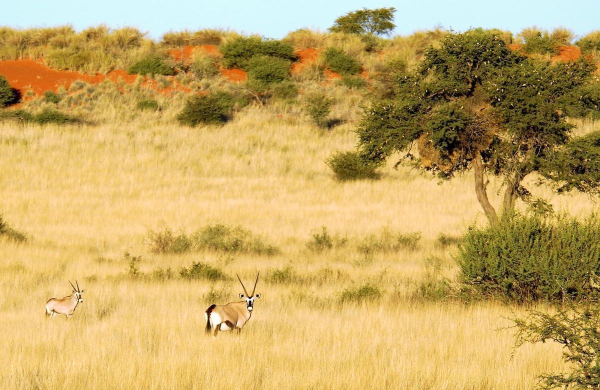 Kalahari Anib Camping2Go, Kalahari Anib Camping2Go,