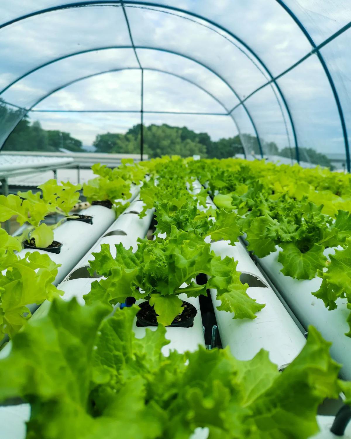 The Village Garden The Village Garden