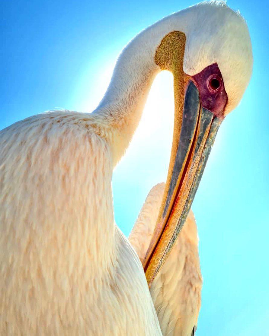 Catamaran Boat Cruise📍Swakopmund▶️N$ 1370˺ pp Catamaran Boat Cruise📍Swakopmund▶️N$ 1370˺ pp