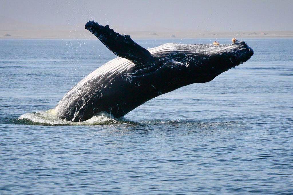 Catamaran Boat Cruise📍Swakopmund▶️N$ 1370˺ pp Catamaran Boat Cruise📍Swakopmund▶️N$ 1370˺ pp