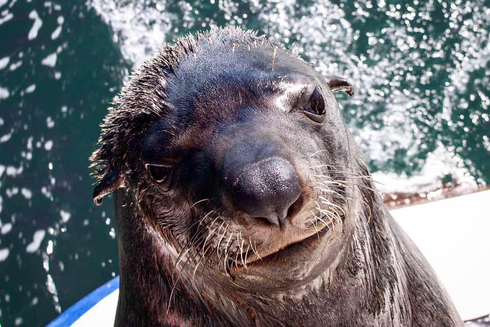 Catamaran Boat Cruise📍Swakopmund▶️N$ 1370˺ pp Catamaran Boat Cruise📍Swakopmund▶️N$ 1370˺ pp