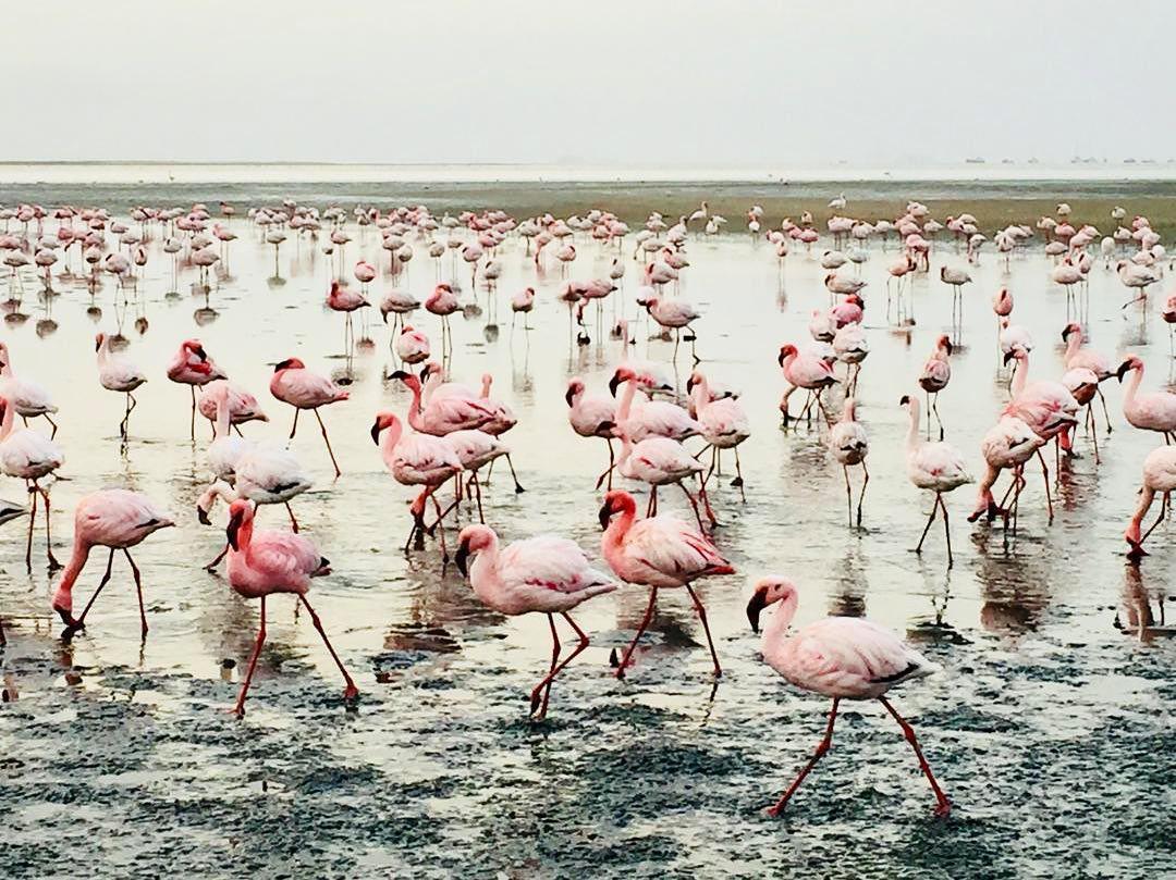 Catamaran Boat Cruise📍Swakopmund▶️N$ 1370˺ pp Catamaran Boat Cruise📍Swakopmund▶️N$ 1370˺ pp