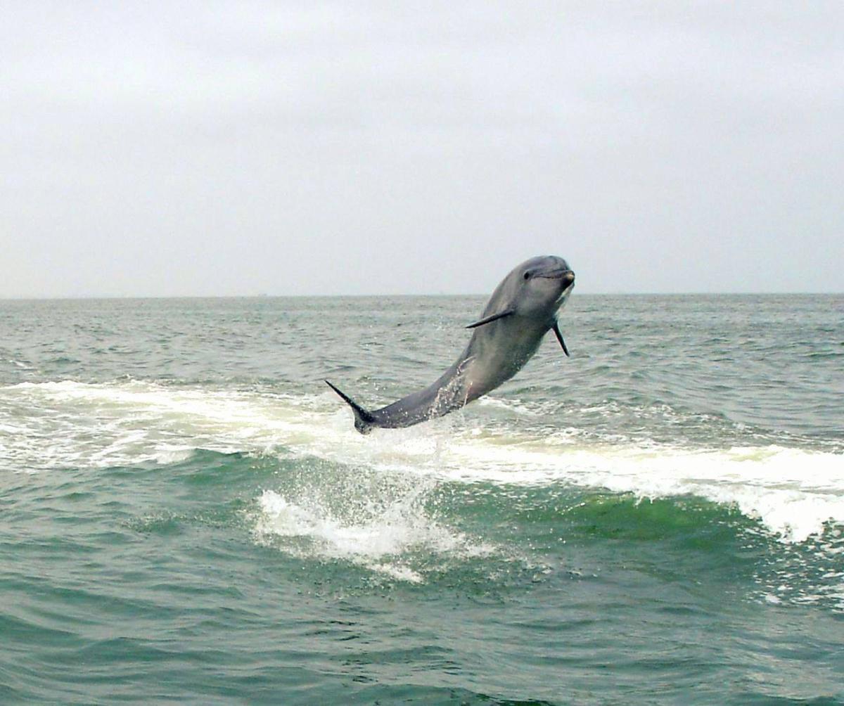 Catamaran Boat Cruise📍Swakopmund▶️N$ 1370˺ pp Catamaran Boat Cruise📍Swakopmund▶️N$ 1370˺ pp