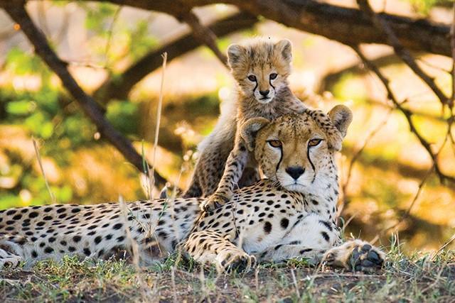 Cheetah Conservation Fund Cheetah Conservation Fund