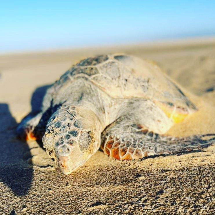 Seal Kayaking & Sandwich Harbour Dune Drive📍Swakopmund▶️N$ 3935˺ pp Seal Kayaking & Sandwich Harbour Dune Drive📍Swakopmund▶️N$ 3935˺ pp