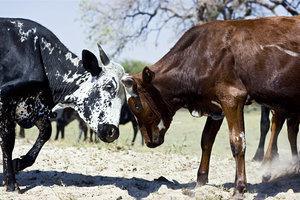 RIVERDANCE Lodge & Spa RIVERDANCE Lodge & Spa