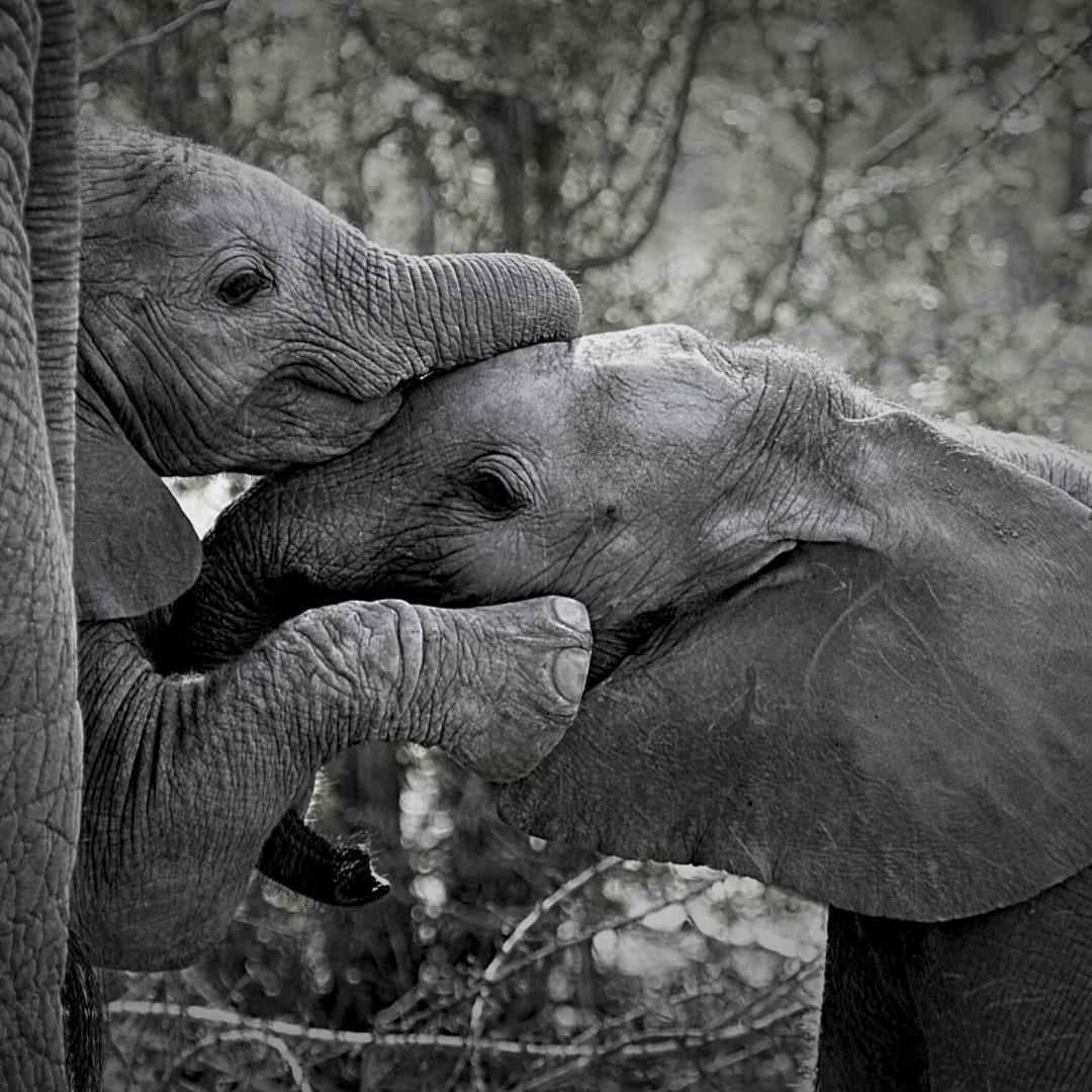 Zambezi Queen Collection Zambezi Queen Collection