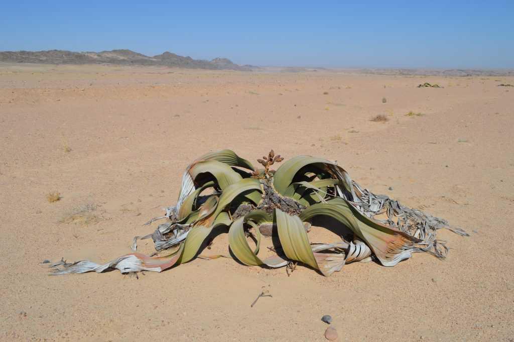 Welwitschia📍Swakopmund▶️N$ 950˺ pp Welwitschia📍Swakopmund▶️N$ 950˺ pp