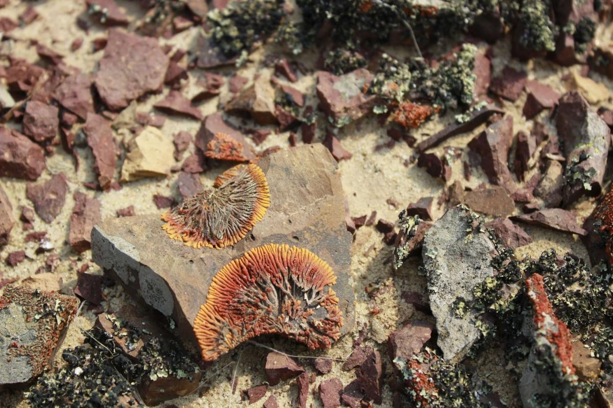 Cape Cross Tour📍Swakopmund▶️N$ 3050˺ pp Cape Cross Tour📍Swakopmund▶️N$ 3050˺ pp