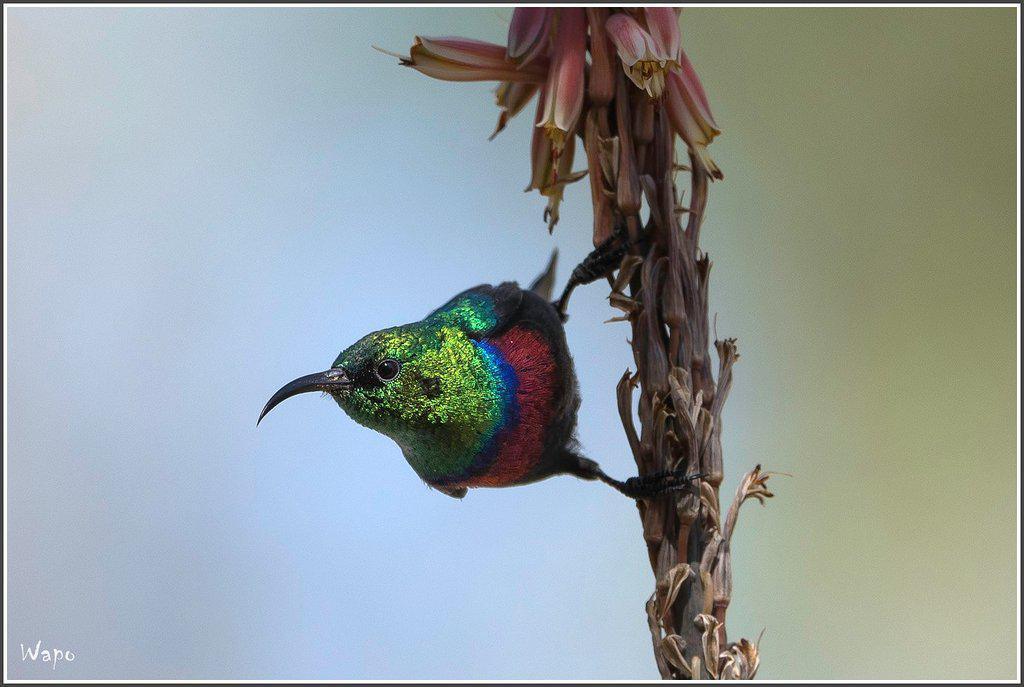 Divava Okavango Lodge & Spa Divava Okavango Lodge & Spa