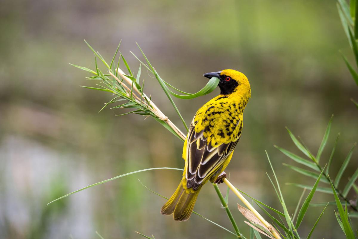 Arebbusch Travel Lodge Arebbusch Travel Lodge