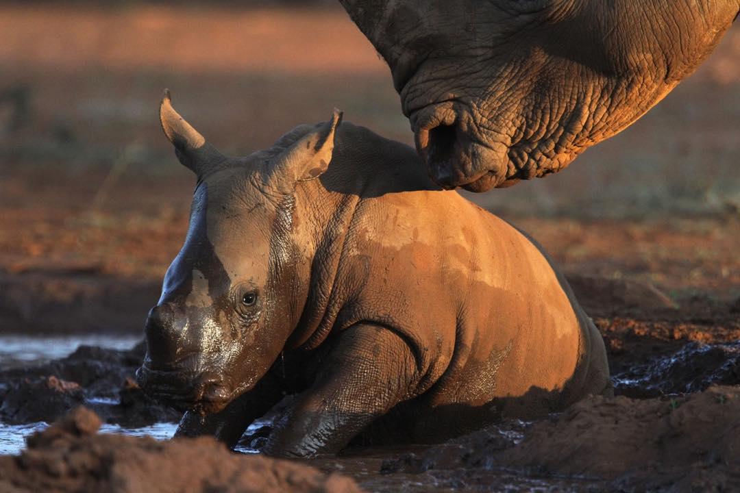 Kifaru Luxury Lodge & Bush Camp Kifaru Luxury Lodge & Bush Camp