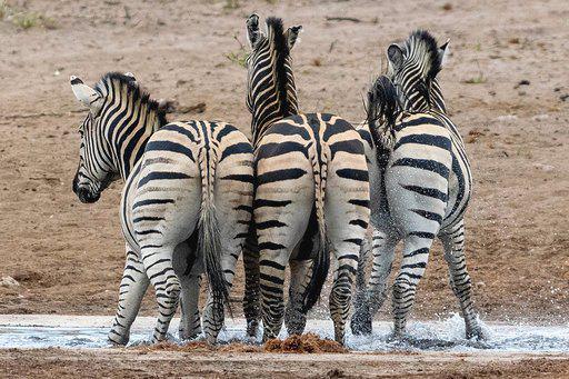 Nunda River Lodge Nunda River Lodge