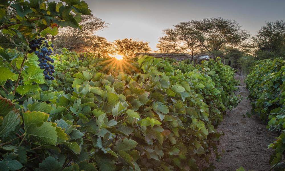 Neuras Wine & Wildlife Estate Neuras Wine & Wildlife Estate