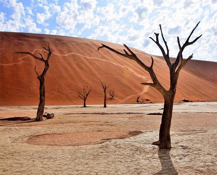 Desert Quiver Camp Desert Quiver Camp