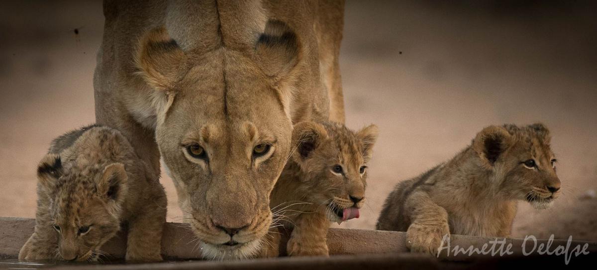 Mount Etjo Safari Lodge Mount Etjo Safari Lodge