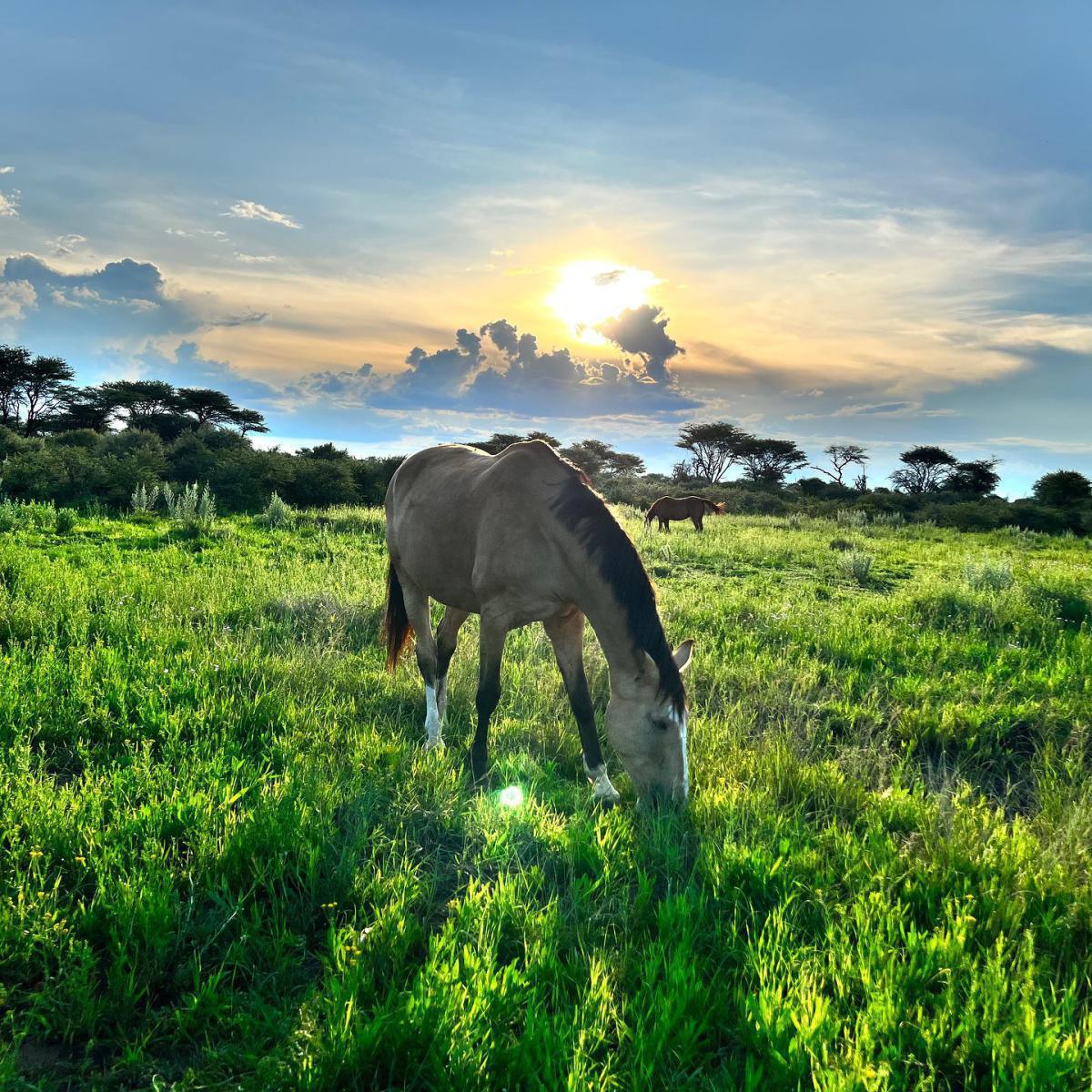 Kambaku Safari Lodge Kambaku Safari Lodge
