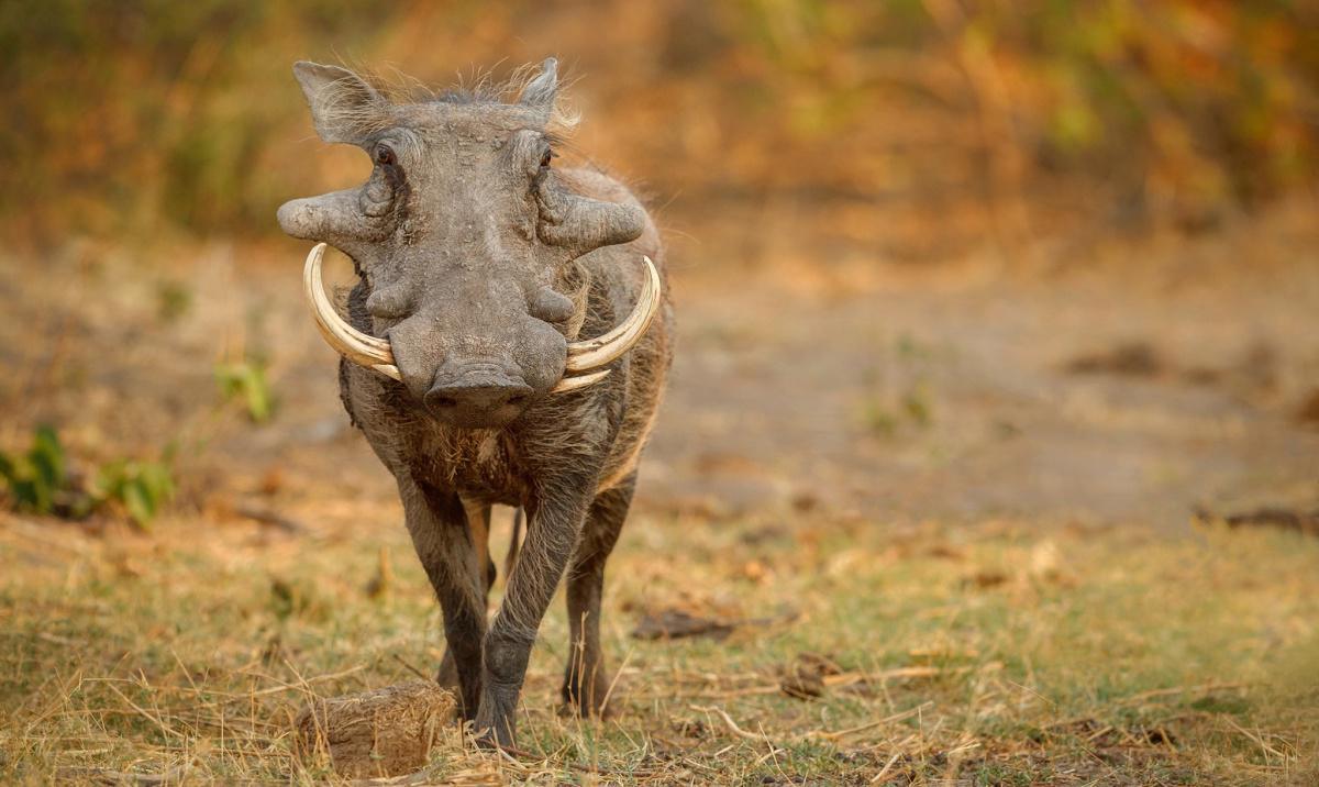 Kambaku Safari Lodge Kambaku Safari Lodge