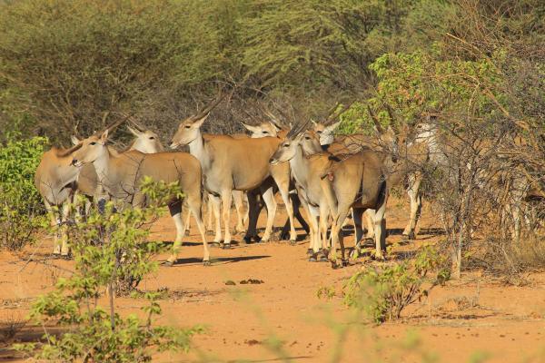 Kaoko Bush Lodge Kaoko Bush Lodge
