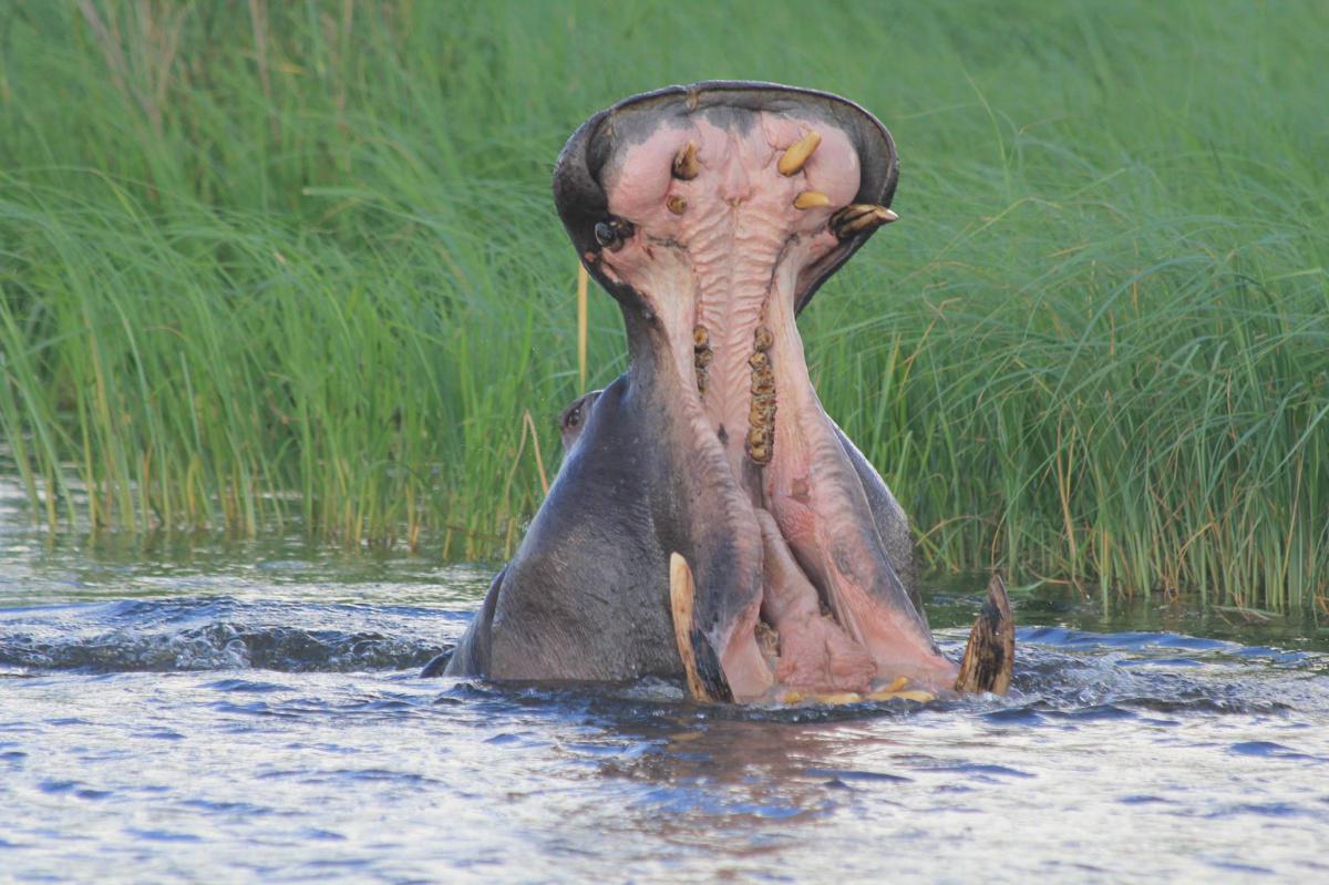 Ndhovu Safari Lodge Ndhovu Safari Lodge