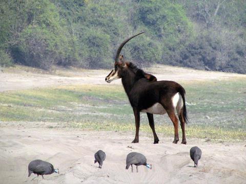 Caprivi Houseboat Safari Lodge Caprivi Houseboat Safari Lodge