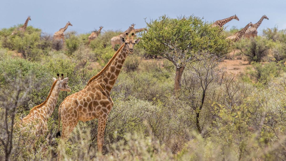 Auas Safari Lodge Auas Safari Lodge