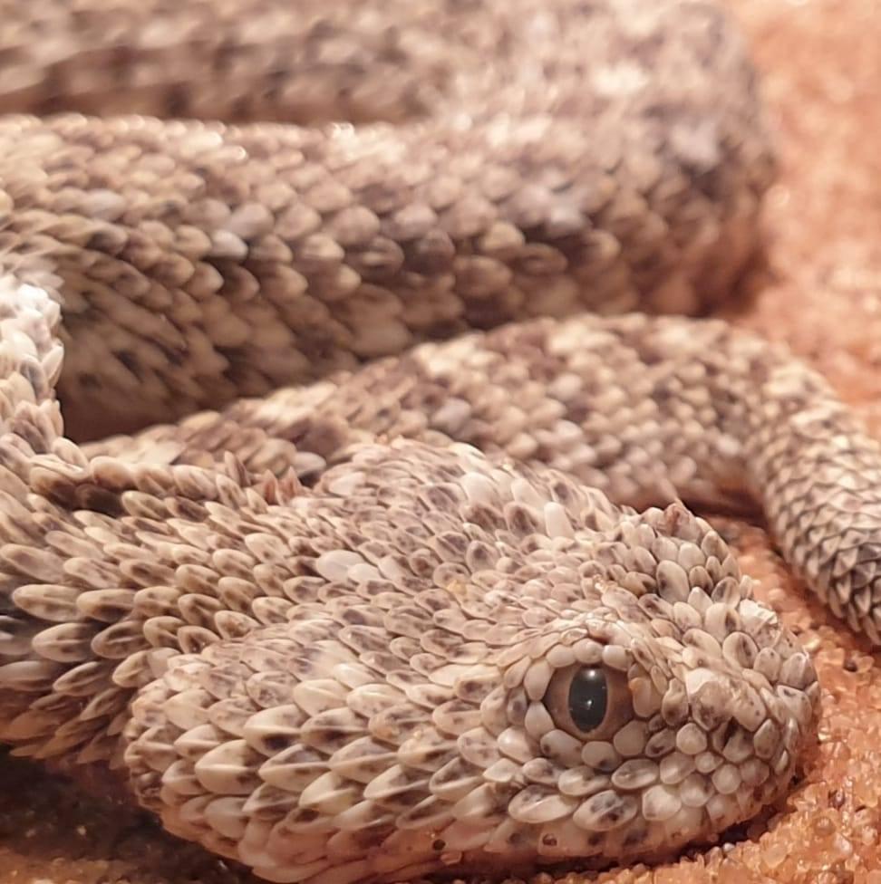 Living Desert Snake Park